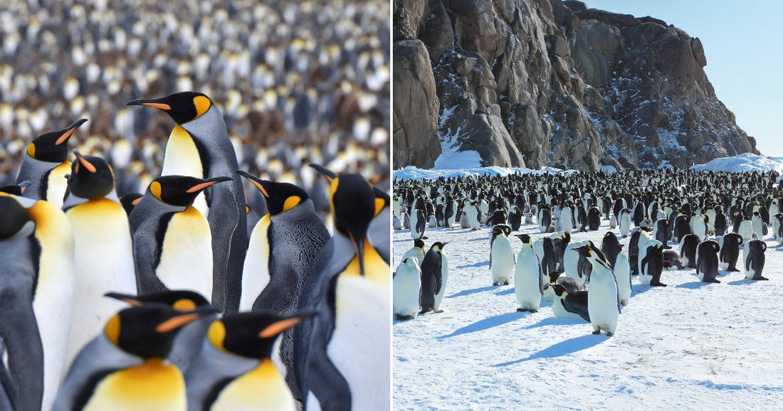 On the left, a dense colony of king penguins crowds together; on the right, emperor penguins gather on a snowy Antarctic landscape beside rocky cliffs.