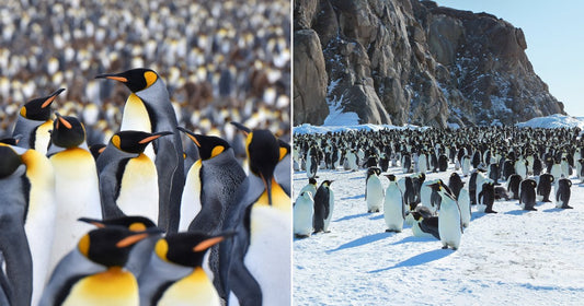 On the left, a dense colony of king penguins crowds together; on the right, emperor penguins gather on a snowy Antarctic landscape beside rocky cliffs.