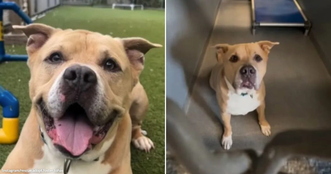 On the left, a tan pit bull mix smiles with mouth open on artificial turf; on the right, the same dog sits calmly inside a kennel.