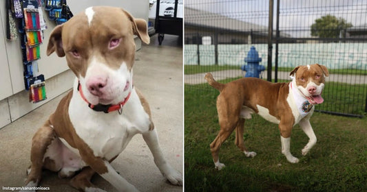 On the left, a brown and white pit bull with pink eyes sits on a store floor wearing a red collar; on the right, the same dog stands on grass.