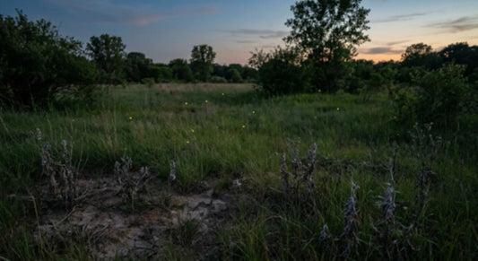 A tranquil evening scene featuring glowing fireflies in a grassy field.