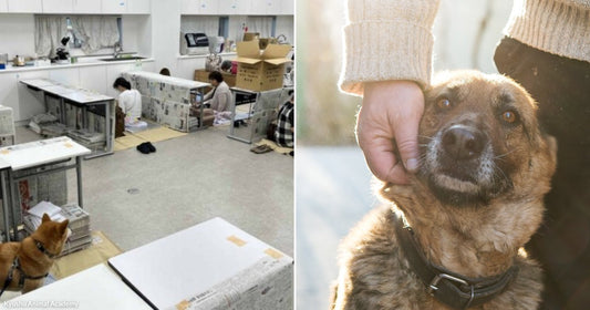 On the left, Shiba Inu dogs roam an office workspace while workers sort newspapers; on the right, a person gently cups a brown mixed-breed dog's face outdoors.