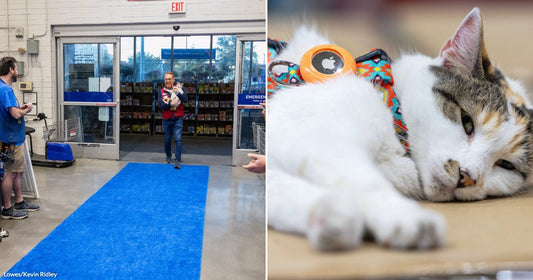 On the left, a man carries a cat down a blue carpet as Walmart employees applaud; on the right, a calico cat wearing an AirTag harness rests on cardboard.