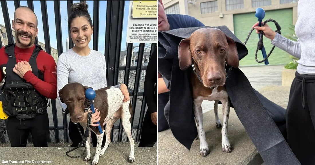 On the left, two people in wetsuits and a woman in a grey top smile with a spotted brown-and-white dog near a metal gate; on the right, the wet dog.