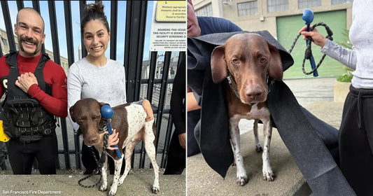 On the left, two people in wetsuits and a woman in a grey top smile with a spotted brown-and-white dog near a metal gate; on the right, the wet dog.