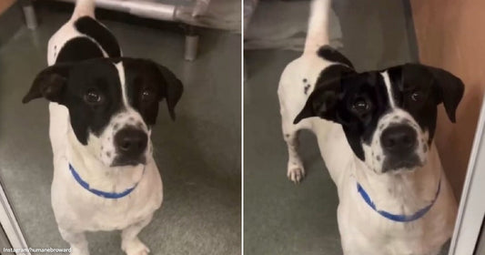 On the left, a black-and-white dog with a blue collar sits attentively on a gray floor; on the right, the same dog lies stretched out, looking up curiously.