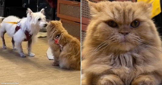On the left, a small white dog on a leash sniffs a fluffy orange cat lying on a floor inside a pet store; on the right, the same orange cat.