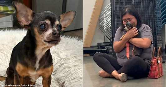 On the left, a small black-and-tan Chihuahua sits on a fluffy white dog bed; on the right, a woman sits on a floor crying while hugging the same dog.