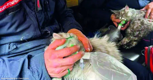 Two French firefighters administer oxygen masks to injured cats inside an emergency vehicle.