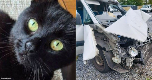 On the left, a black cat with vivid green eyes looks upward indoors; on the right, a severely wrecked white van sits on gravel with its hood crumpled open.
