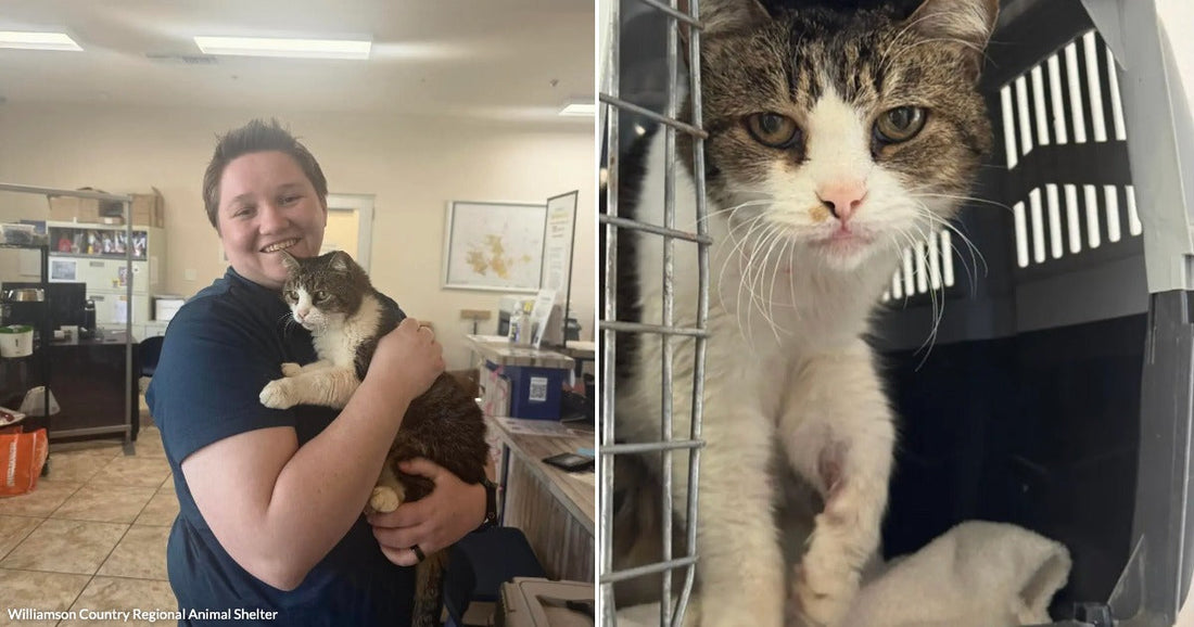 On the left, a smiling person with short hair holds a large tabby-and-white cat indoors; on the right, the same cat sits inside an open pet carrier.