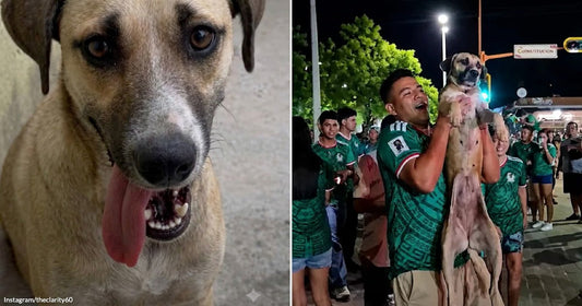 On the left, a tan stray dog pants with tongue out on a sidewalk; on the right, a man in a green Mexico soccer jersey joyfully lifts the same dog.