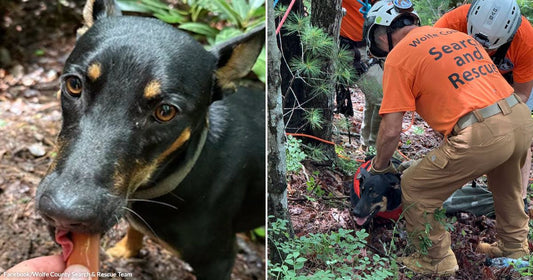 On the left, a black-and-tan dog takes a treat from a person's hand on a forest trail; on the right, Wolfe County Search and Rescue members in orange shirts help.