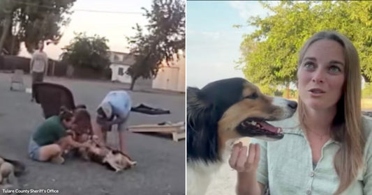 On the left, several people crouch around a dog on gravel near a building at dusk; on the right, a blonde woman sits outdoors with a black-and-white dog beside her.