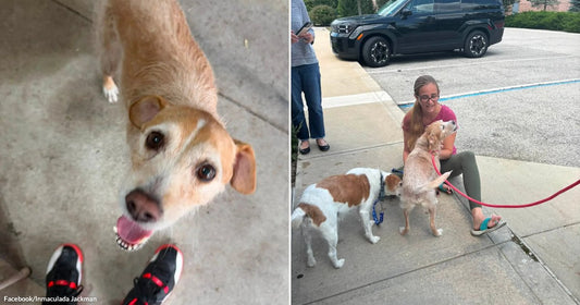 On the left, a tan dog looks up at a person wearing red-and-black sneakers on concrete; on the right, a woman kneels petting two dogs on a sidewalk near a.