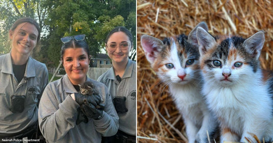 Tiny Kitten Gets Trapped Beneath a Porch Until Three Community Service Aides Crawl In to Save Him