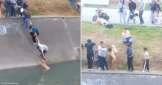On the left, people form a human chain on a concrete flood wall to rescue a dog from the water; on the right, the same group successfully pulls the dog.