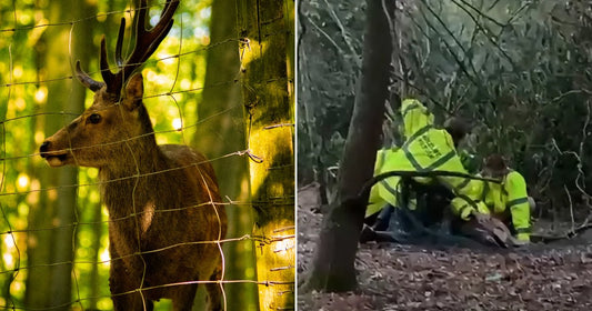 On the left, a stag stands behind a wire fence in a forest; on the right, two people in high-visibility jackets crouch over an animal on a woodland floor.