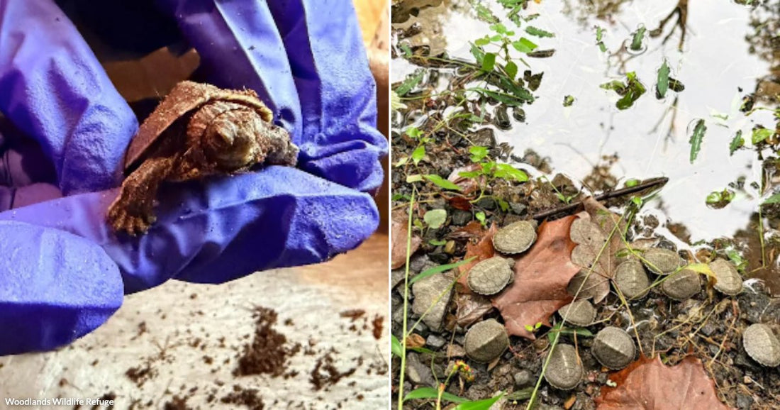 On the left, gloved hands hold a tiny muddy hatchling turtle; on the right, many small turtles cluster near a water's edge among leaves.