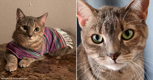 On the left, a gray tabby cat wearing a colorful striped poncho lies on a marble surface; on the right, a close-up of a gray tabby cat with striking green.