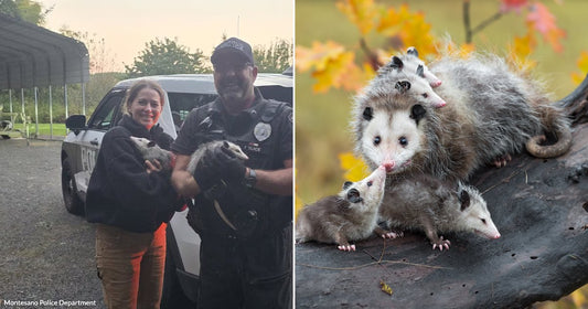 On the left, two people hold opossums in front of a police vehicle outdoors; on the right, an adult opossum with babies clings to a log amid autumn foliage.