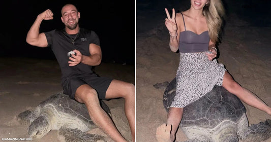 On the left, a muscular man sits on a large sea turtle on a beach at night; on the right, a blonde woman does the same.