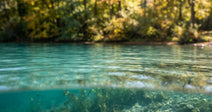 Clear water reflecting sunlight, with underwater plants and vibrant autumn foliage in background.