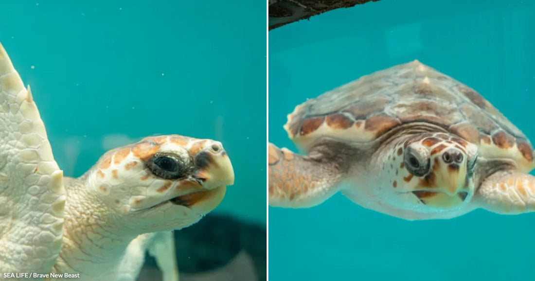 On the left, a pale sea turtle swims close-up in turquoise water; on the right, a brown-patterned sea turtle glides overhead through a clear aquarium tank.
