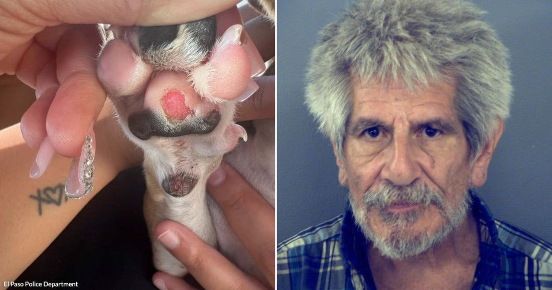 On the left, a small dog's injured paw is held open showing a wound; on the right, an older gray-haired man with a beard poses against a plain background.