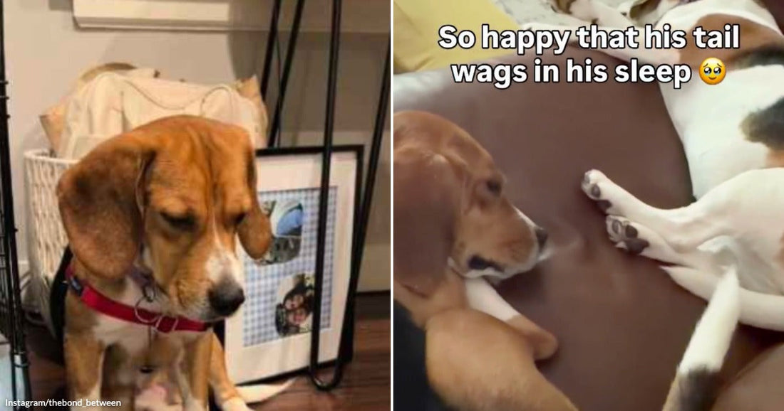 On the left, a beagle with a red collar sits near a wire crate indoors; on the right, two dogs lounge together on a sofa, one sleeping, with text overlay.