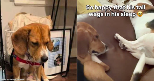 On the left, a beagle with a red collar sits near a wire crate indoors; on the right, two dogs lounge together on a sofa, one sleeping, with text overlay.