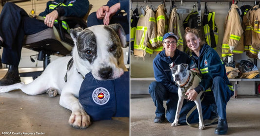 On the left, a white and brindle dog chews a navy fire department cap indoors; on the right, two women in firefighter uniforms pose with the same dog.