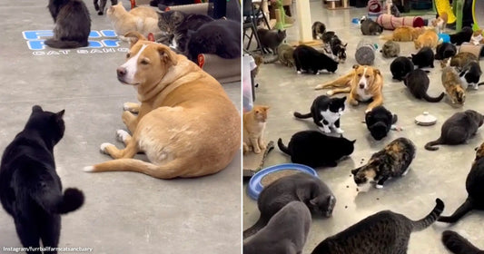 On the left, a calm tan dog lies on a shelter floor surrounded by several cats; on the right, the same dog is encircled by dozens of cats eating.