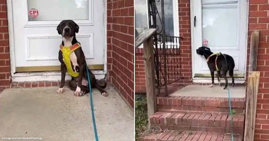 On the left, a dark brindle dog sits on a concrete stoop wearing a yellow harness and blue leash; on the right, the same dog stands facing a white door.