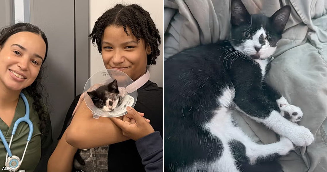On the left, three smiling women hold a small tuxedo kitten wearing a cone collar; on the right, the same tuxedo cat lounges on a gray blanket.