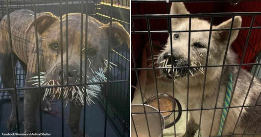 Rescuers Count 673 Porcupine Quills Between Two Dogs Who Endured Them for Days