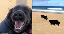 Side-by-side images show a happy black dog being hugged and two black dogs running together on a beach.