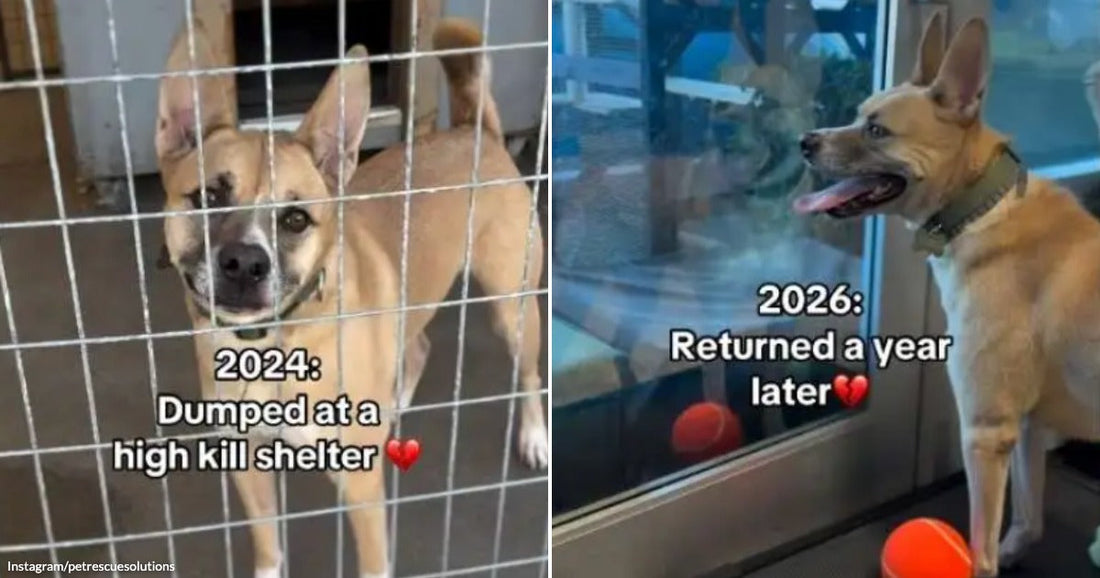 On the left, a tan dog stands behind shelter kennel bars with text "2024: Dumped at a high kill shelter"; on the right, the same dog sits happily indoors in.