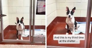 On the left, a black-and-white puppy stands alert in a shelter kennel; on the right, the same puppy sits calmly with text reading "And this is my third time at.