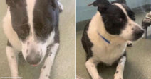 On the left, a black-and-white dog lies on carpet looking up; on the right, the same dog reclines on a veterinary exam table wearing a blue collar.