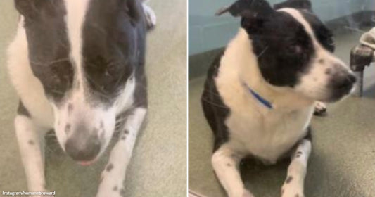 On the left, a black-and-white dog lies on carpet looking up; on the right, the same dog reclines on a veterinary exam table wearing a blue collar.