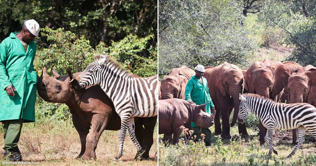 On the left, a man in a green coat stands beside a young rhino and zebra outdoors; on the right, the same trio walks among red-dusted elephants.