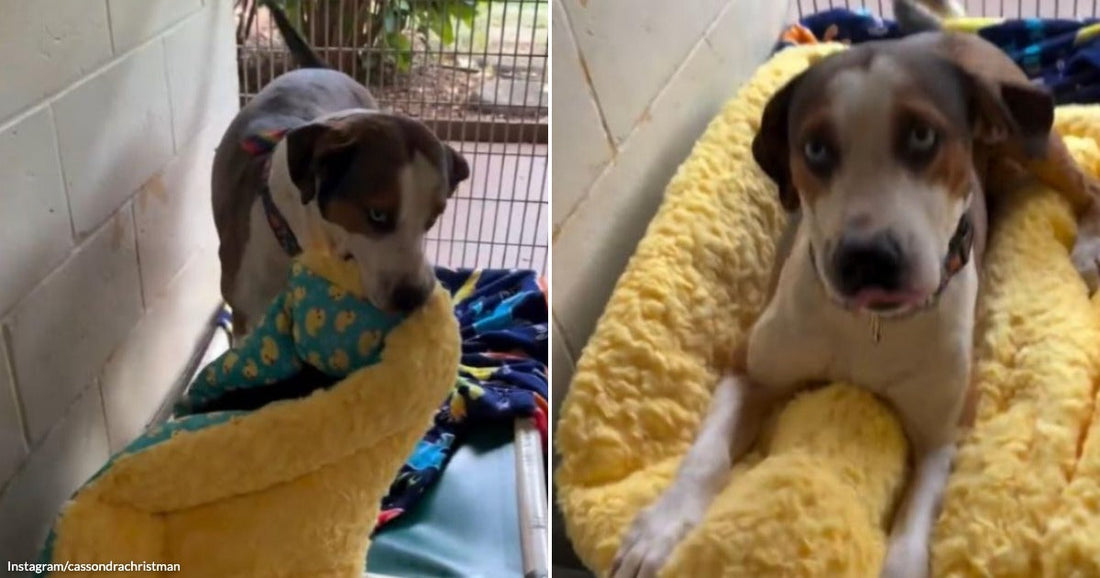 On the left, a brown and white dog stands over a yellow dog bed; on the right, the same dog rests in the yellow bed.