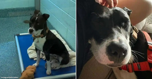 On the left, a black-and-white dog sits on a blue cot in a shelter kennel; on the right, a dark gray dog wearing a red harness rests contentedly against a.