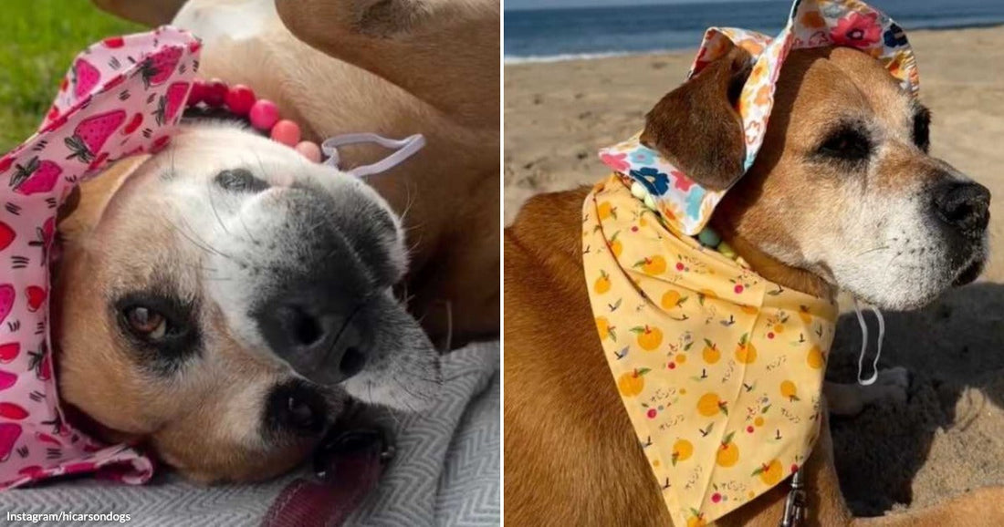 Shelter Dog Plants Her Feet Because the Person She Trusts Is Walking Away