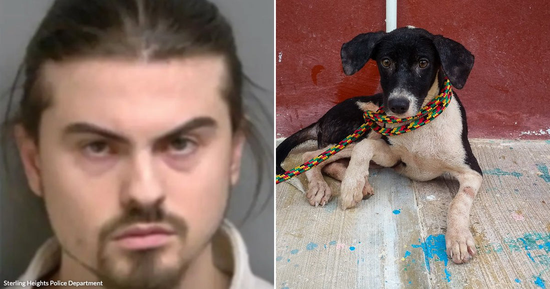 On the left, a young man with dark hair and a goatee poses against a plain background; on the right, a black-and-white puppy lies on a concrete floor.