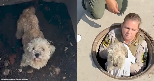 On the left, a small fluffy dog crouches inside a dark underground tunnel; on the right, a uniformed officer emerges from a manhole holding the rescued dog.