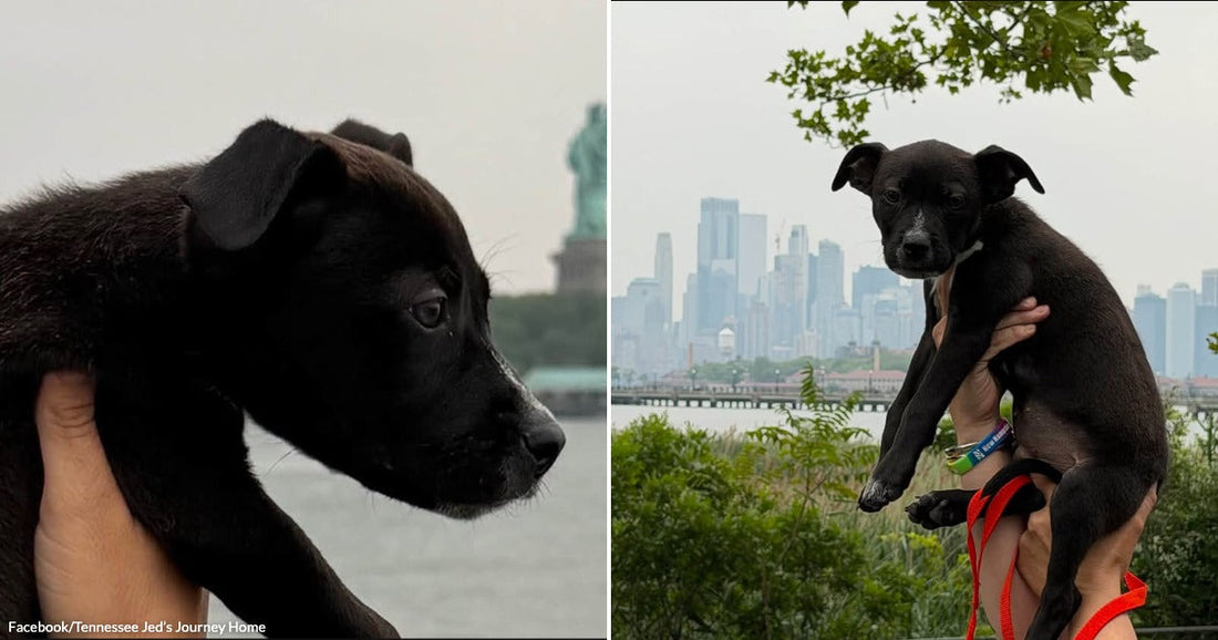 On the left, a black puppy is held up near the Statue of Liberty; on the right, the same puppy is lifted against a hazy Manhattan skyline.