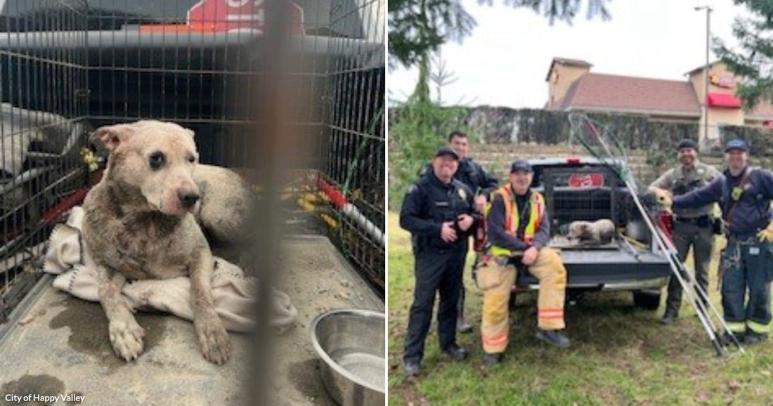 On the left, a wet, muddy dog rests in a metal crate on a truck bed; on the right, five people in work uniforms pose outdoors near the same crated.