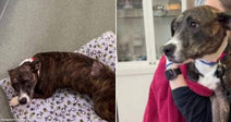 On the left, a brindle dog rests on a Snoopy-print bed in a clinical setting; on the right, a person in red holds the same dog lovingly.